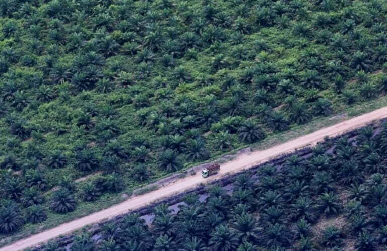3,3 Juta Hektar Kebun Sawit di Dalam Kawasan Hutan Akan Diputihkan: Pemerintah Tegaskan Kepatuhan Hukum dan Taat Lapor