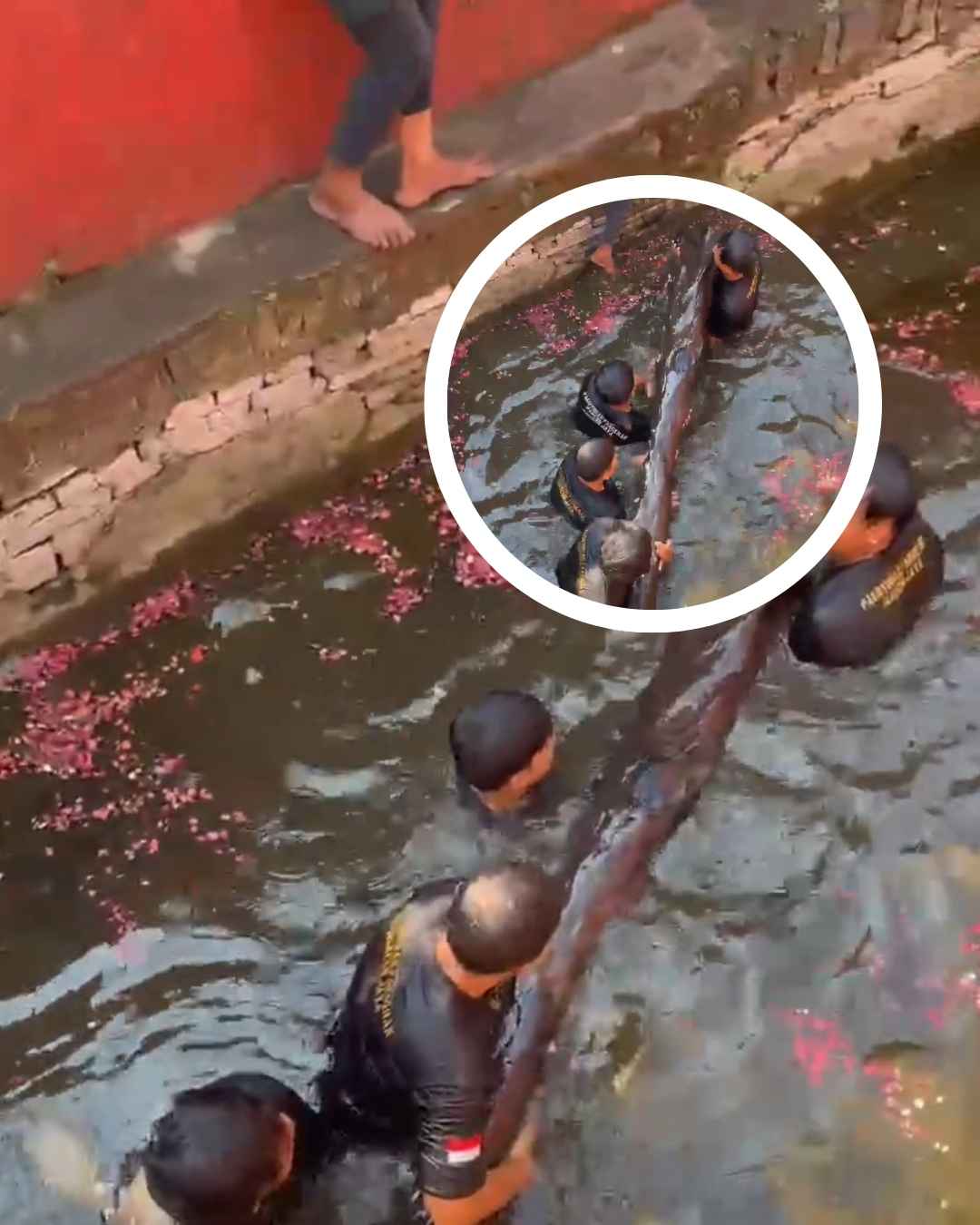 Kenapa Kayu ini Sangat Sakral? Begini Ceritanya!