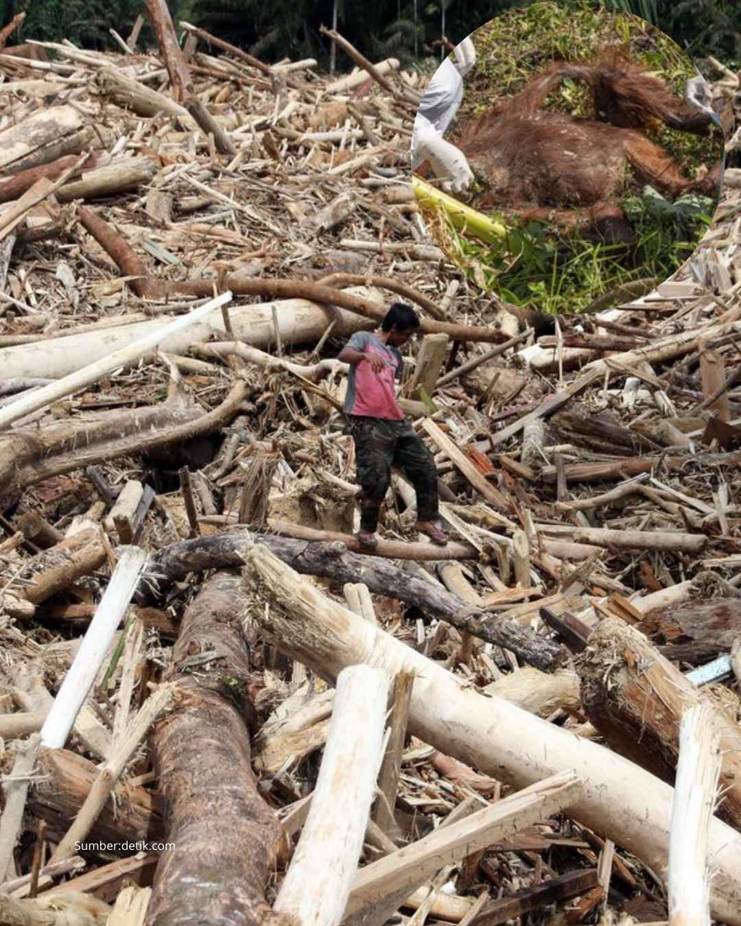 Orangutan Tapanuli, spesies primata paling langka di dunia, ditemukan mati akibat banjir bandang
