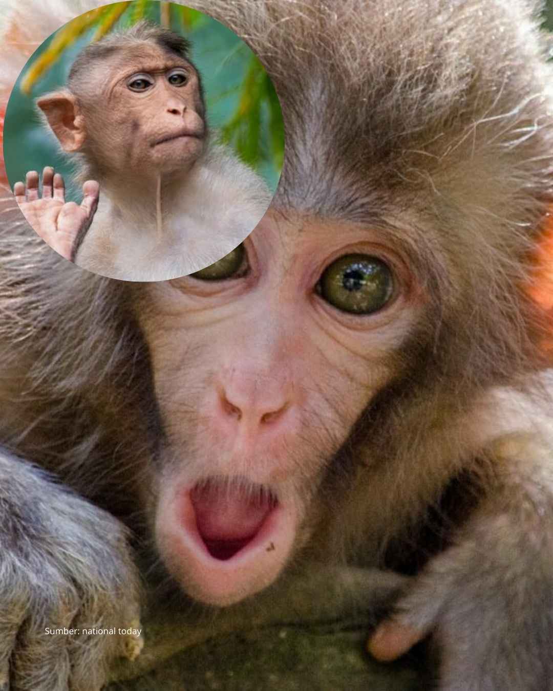 14 Desember di Peringati Hari Moyet Sedunia.