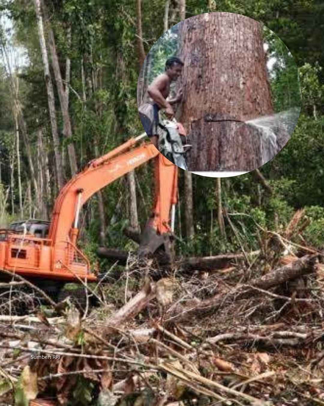 Pembalakan liar mengurangi kemampuan hutan menyerap air