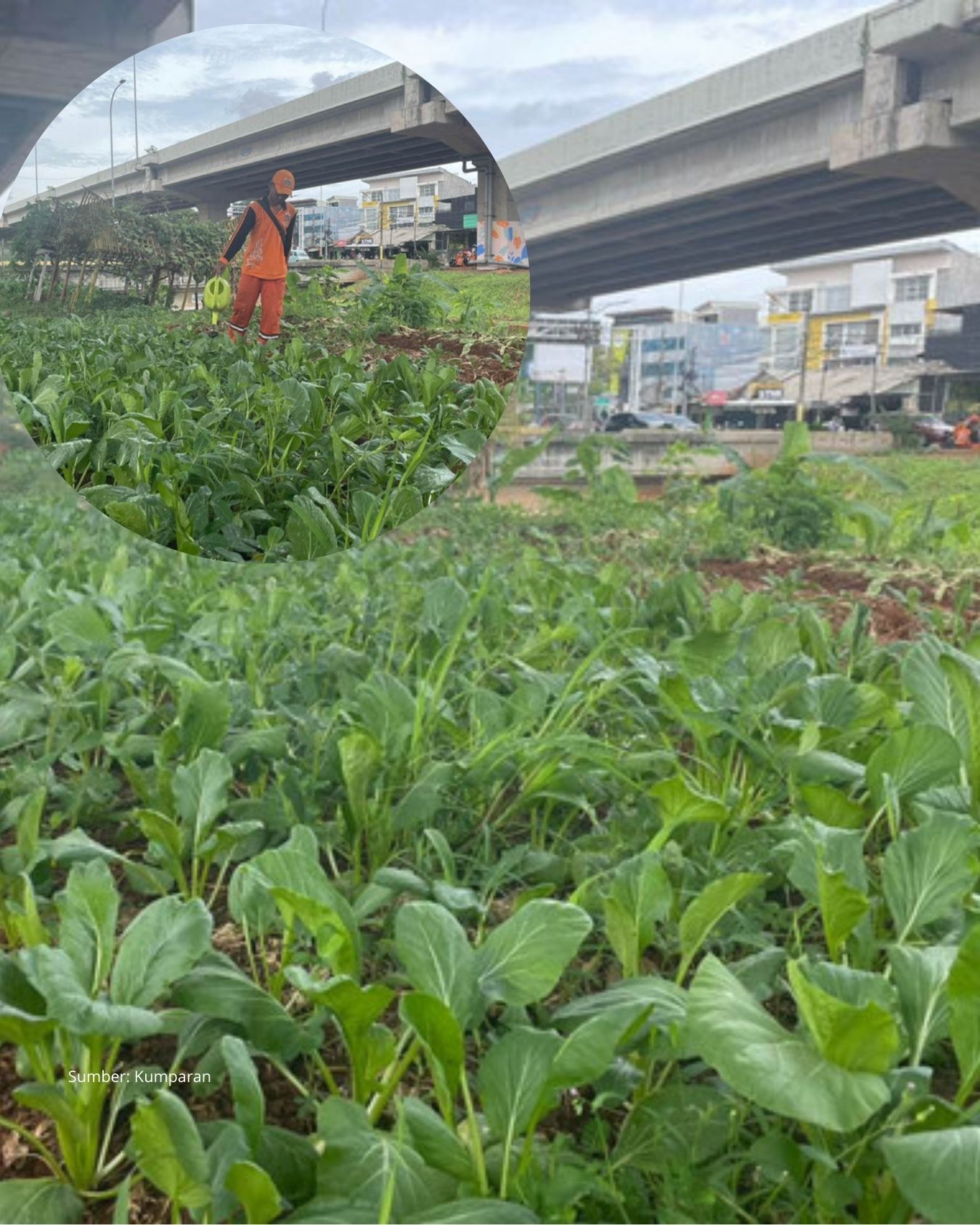 Kolong Tol Becakayu Disulap Jadi Kebun Kota, Warga Cipinang Melayu Perkuat Ketahanan Pangan