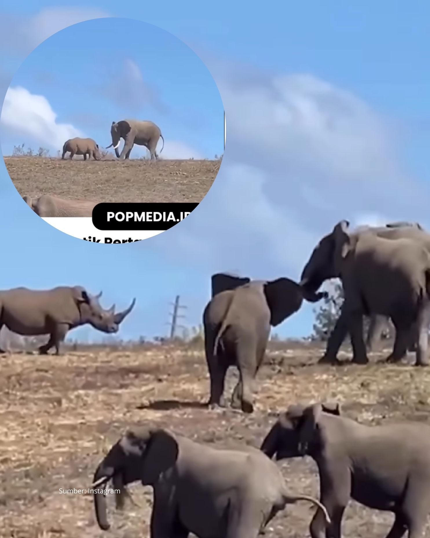 Badak VS Gajah: Diabadikan Pengunjung Wisata Alam Memperlihatkan Momen Ketegangan di Alam Liar
