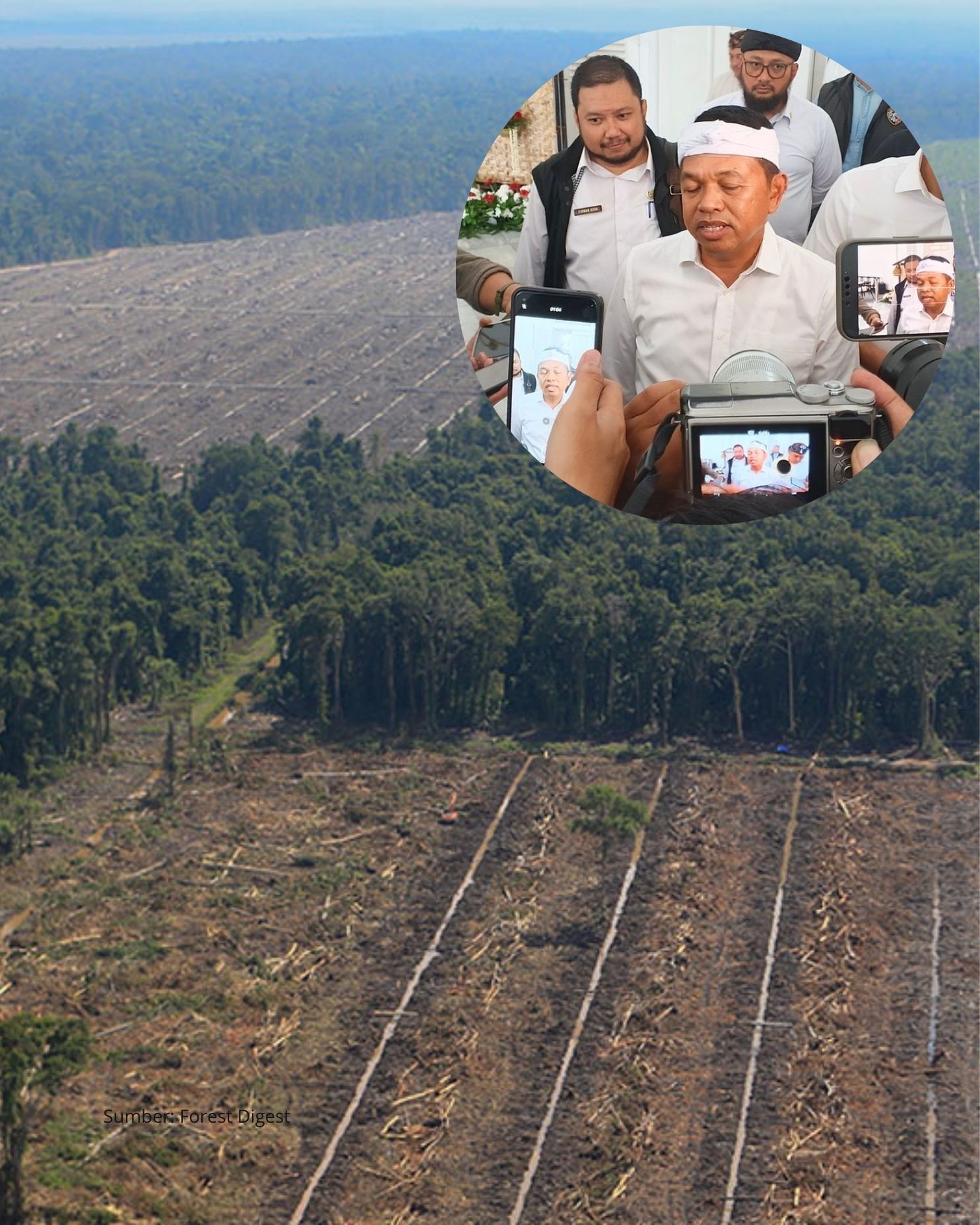 KDM Larang Penanaman Sawit di Wilayah Jawa Barat