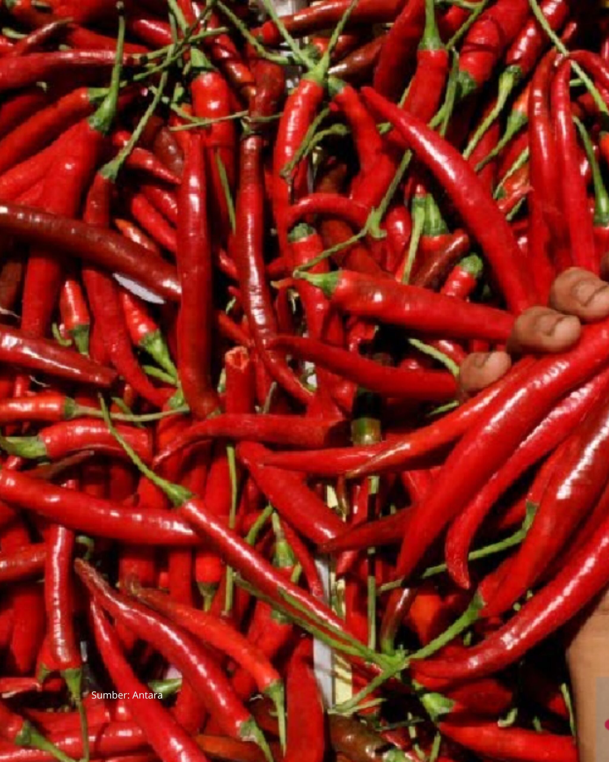 Ferry Irwandi: Mengusulkan Agar Hasil Panen Cabai Petani Aceh Tengah di Jual ke Jakarta