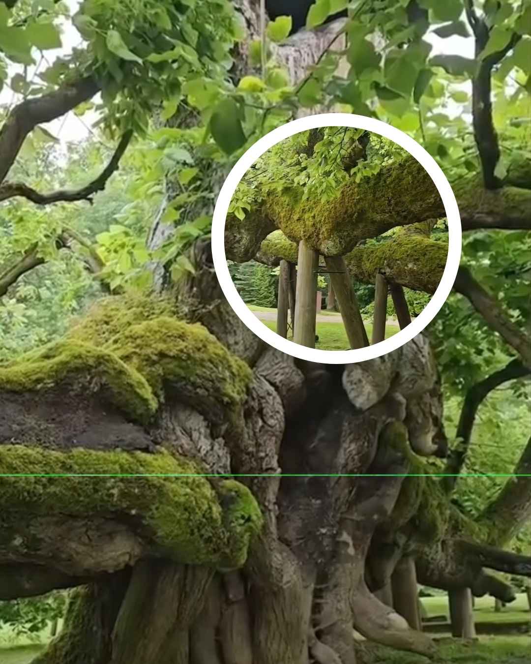 Tidak Ditebang! Pohon ini Berusia 821 Tahun