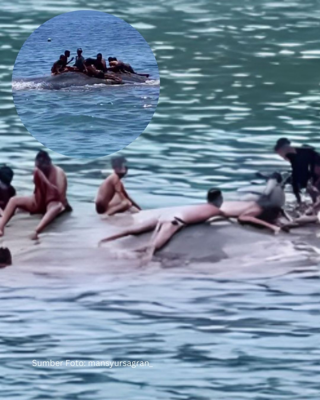 Heboh!! Anak-anak di NTT Bermain Dengan Ikan Paus Raksasa Dengan Santai