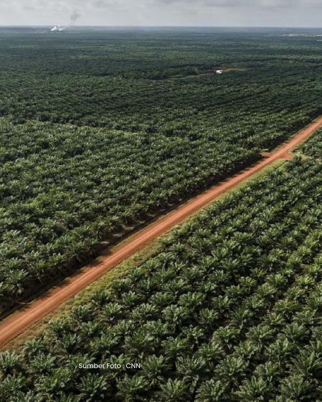 Alasan Prabowo Ingin Papua Juga Ditanami Sawit supaya Hasilkan BBM, Negara Hemat Ratusan Triliun.