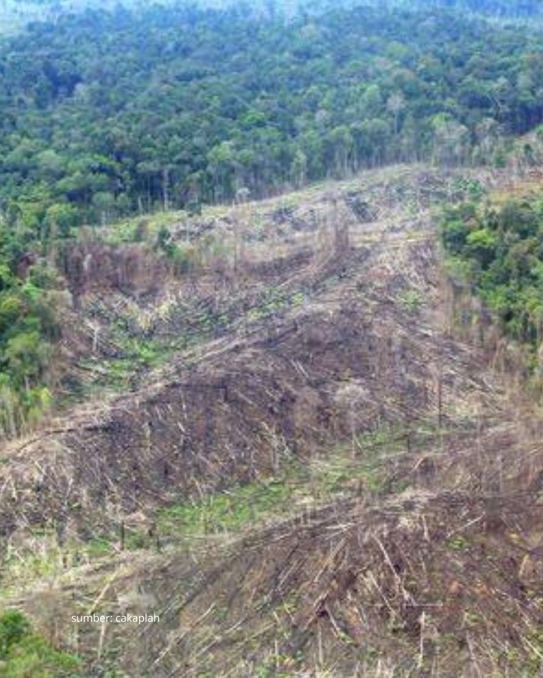 Hutan Riau Saat ini Menghadapi Krisis Serius