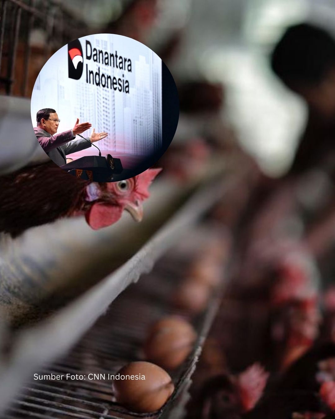 Mega Proyek Rp20 Triliun: Danantara Bangun 12 Peternakan Ayam Terintegrasi!