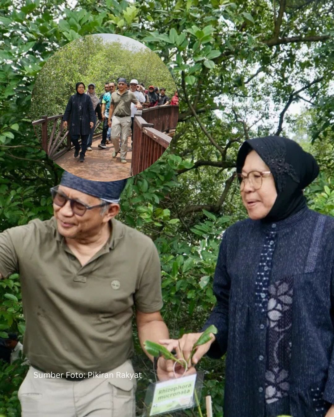 PDIP & Rocky Gerung Tanam Ribuan Mangrove di Surabaya