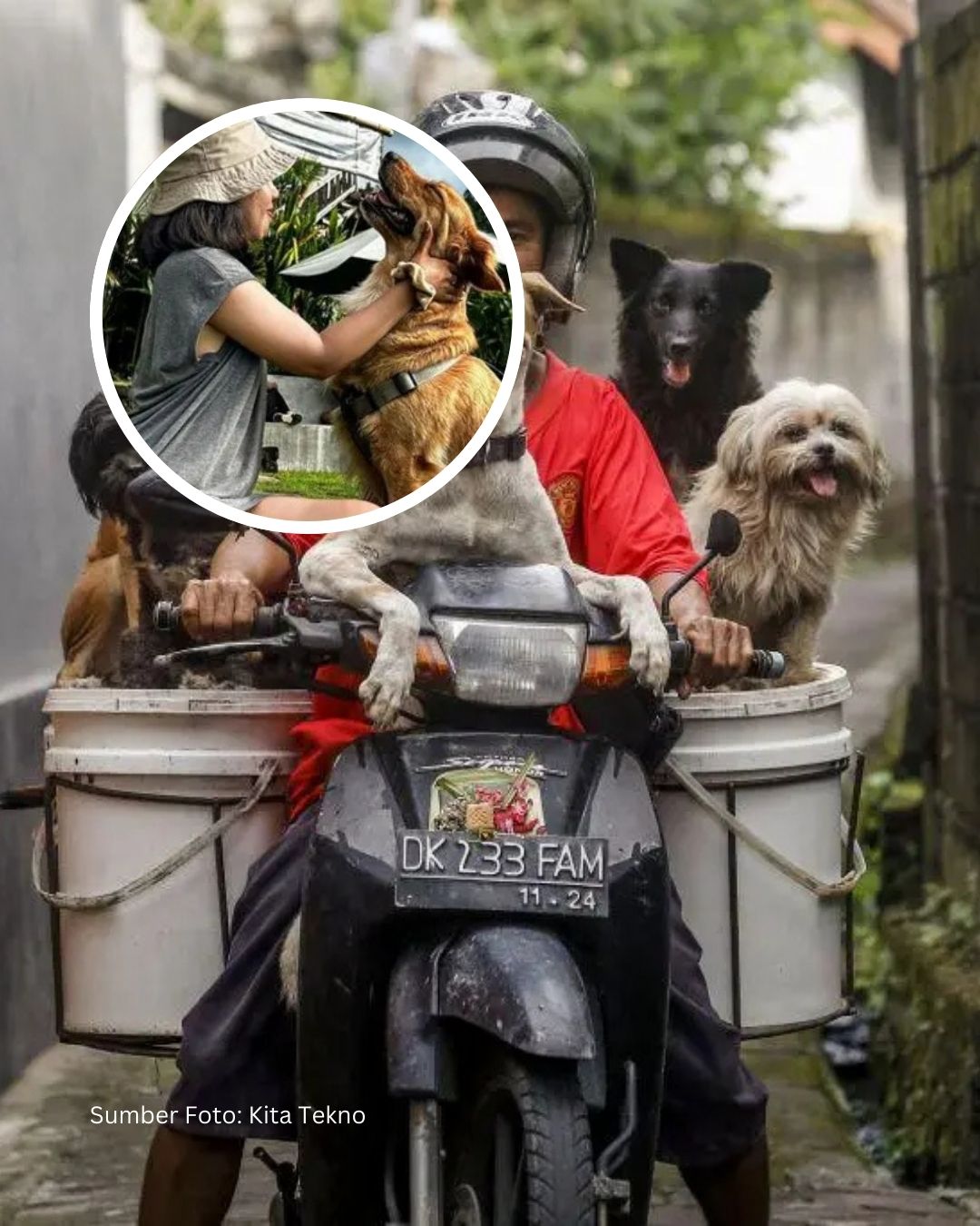 Bisnis Anjing Peliharaan Melejit di Bali, Omzet Pet Shop Naik 250%