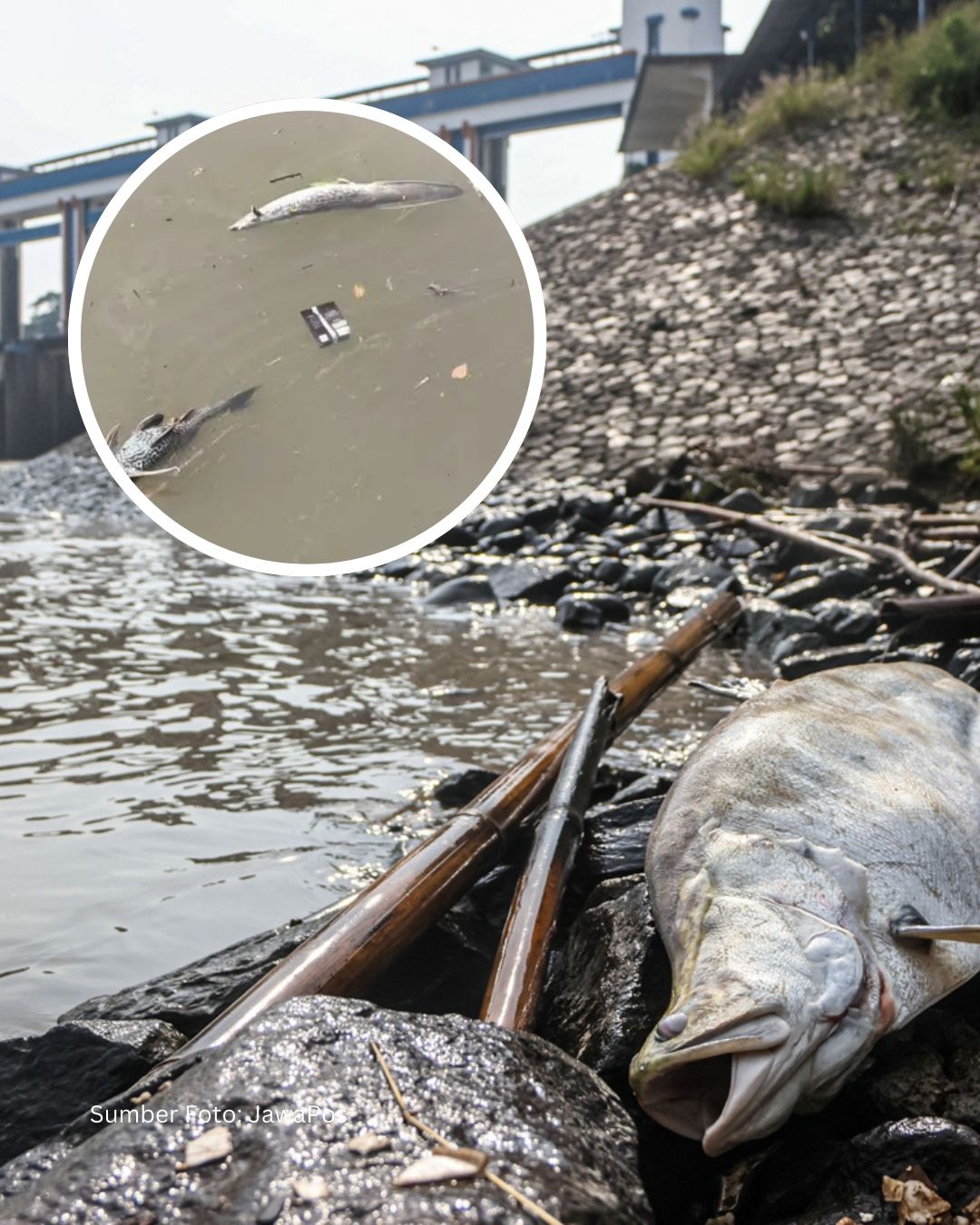 Ribuan Ikan Mati, Air Beracun: Tragedi Gudang Pestisida Serpong