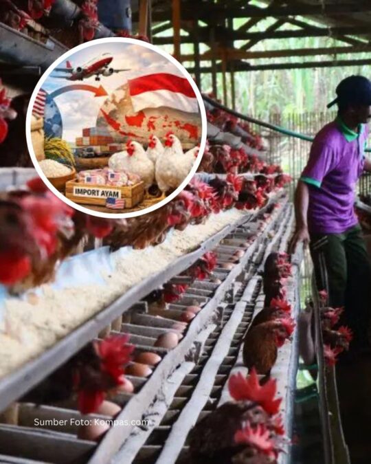 Agreement on Reciprocal Trade: Ayam GPS Jadi Komoditas Strategis