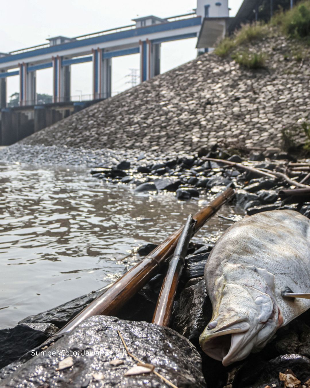 Ribuan Ikan Mati, Air Beracun: Tragedi Gudang Pestisida Serpong