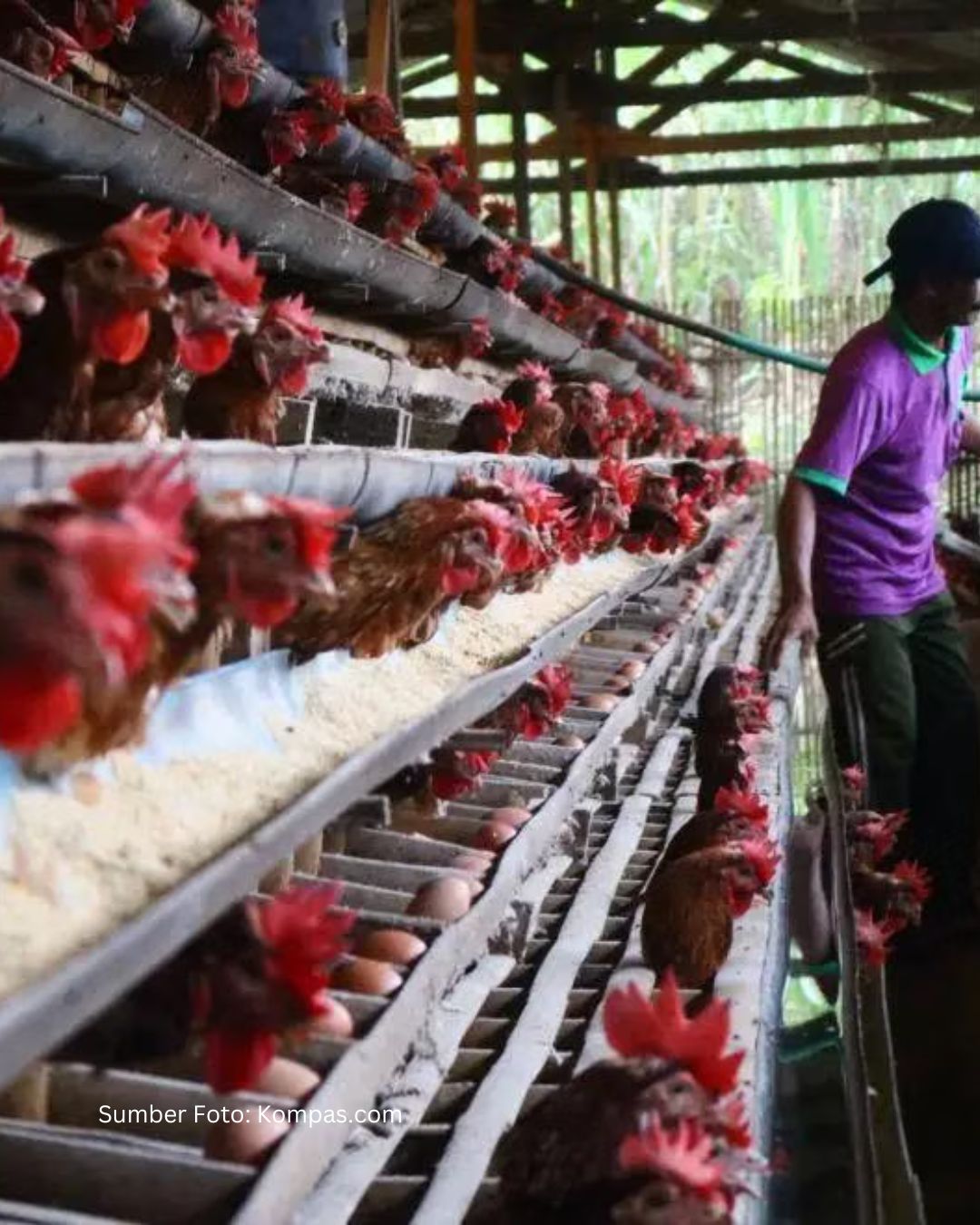 Agreement on Reciprocal Trade: Ayam GPS Jadi Komoditas Strategis
