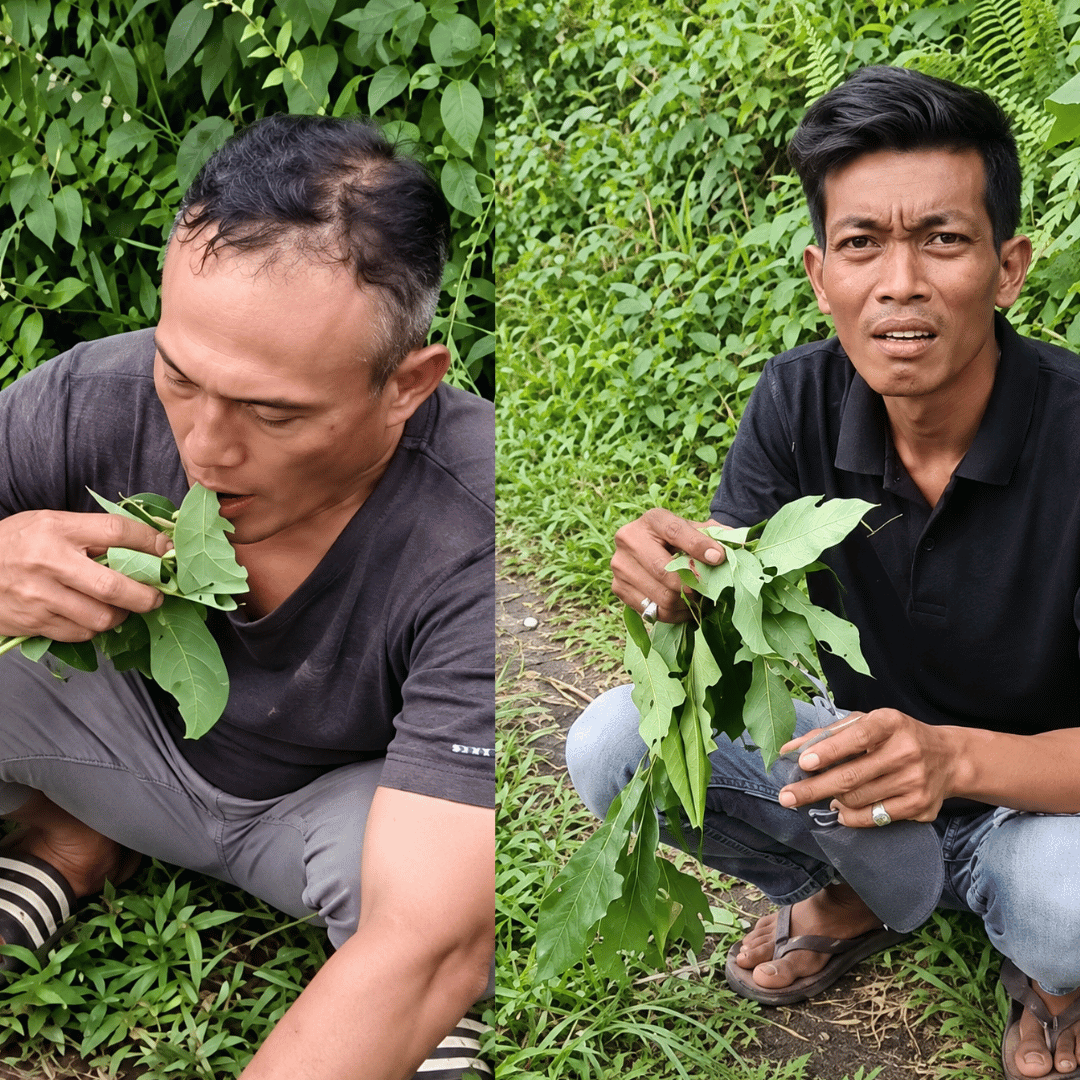 Kepergok Sedang Mencuri, Dua Pria Ini Dihukum Makan Daun Pepaya Sampai Habis