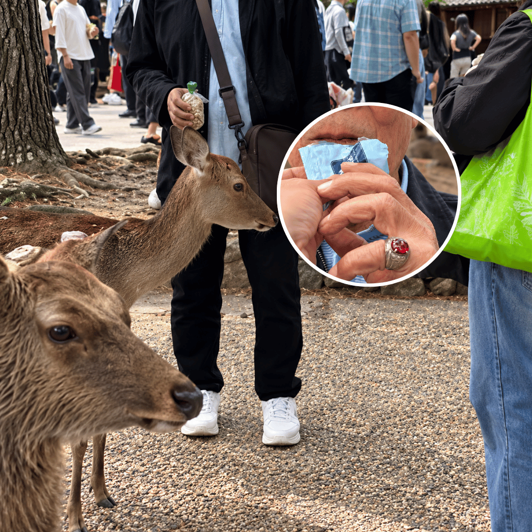Viral Turis Indonesia Diduga Beri Makan Rusa di Jepang dengan Plastik, Keluarga Beri Klarifikasi